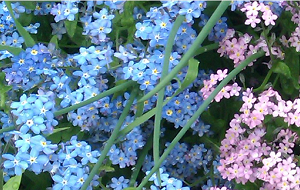 6_1_19_31_priroda.PNG